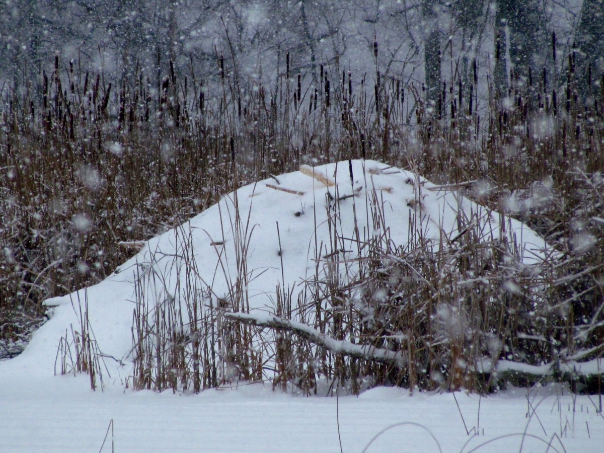 Beaver lodge covered in snow