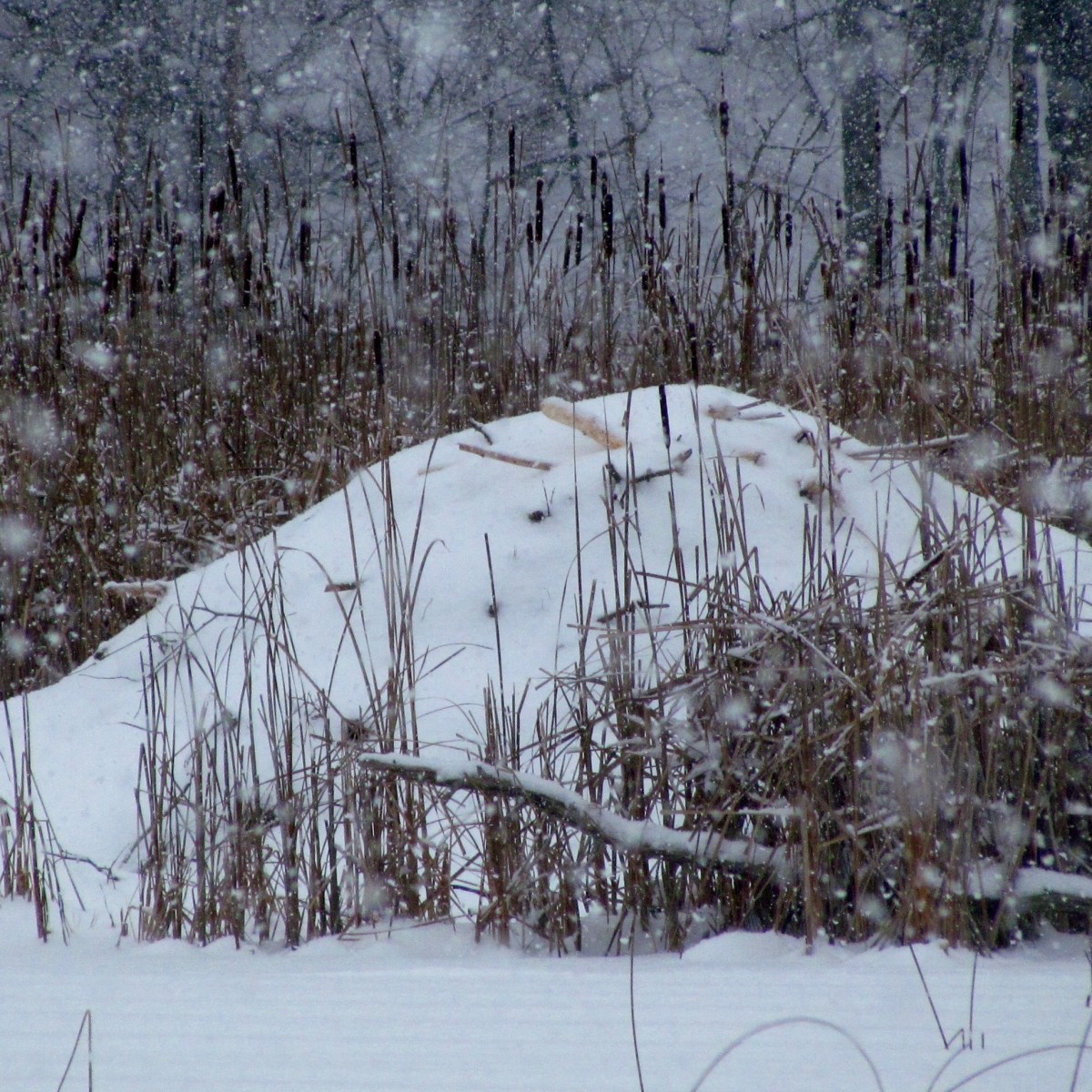 Beaver lodge covered in snow
