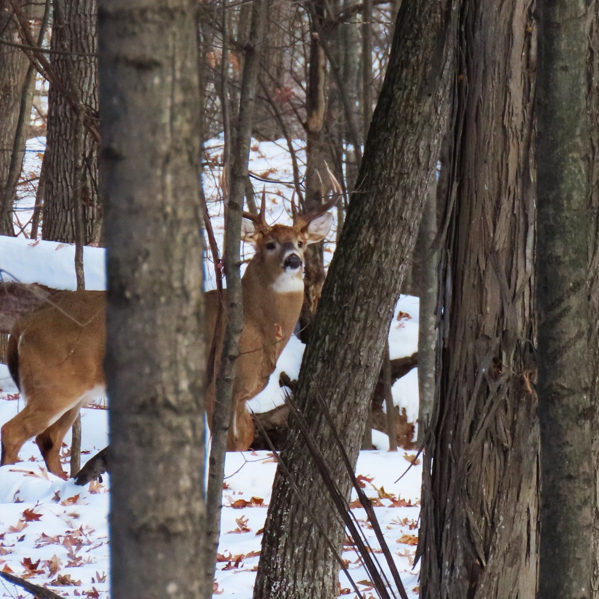 Buck in the woods in winter
