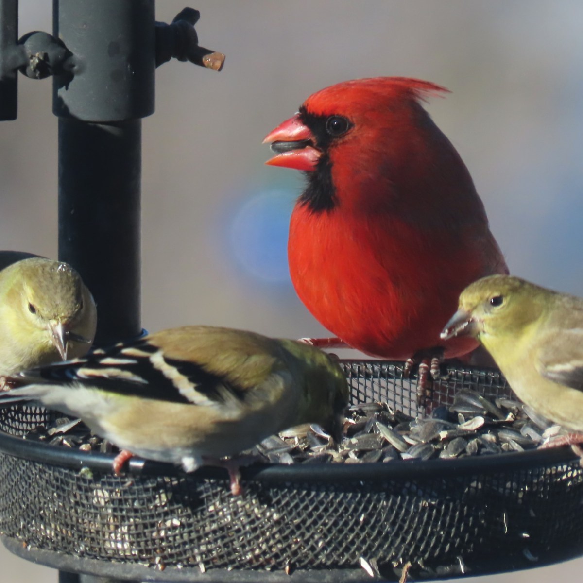 Birds on thistle feeder