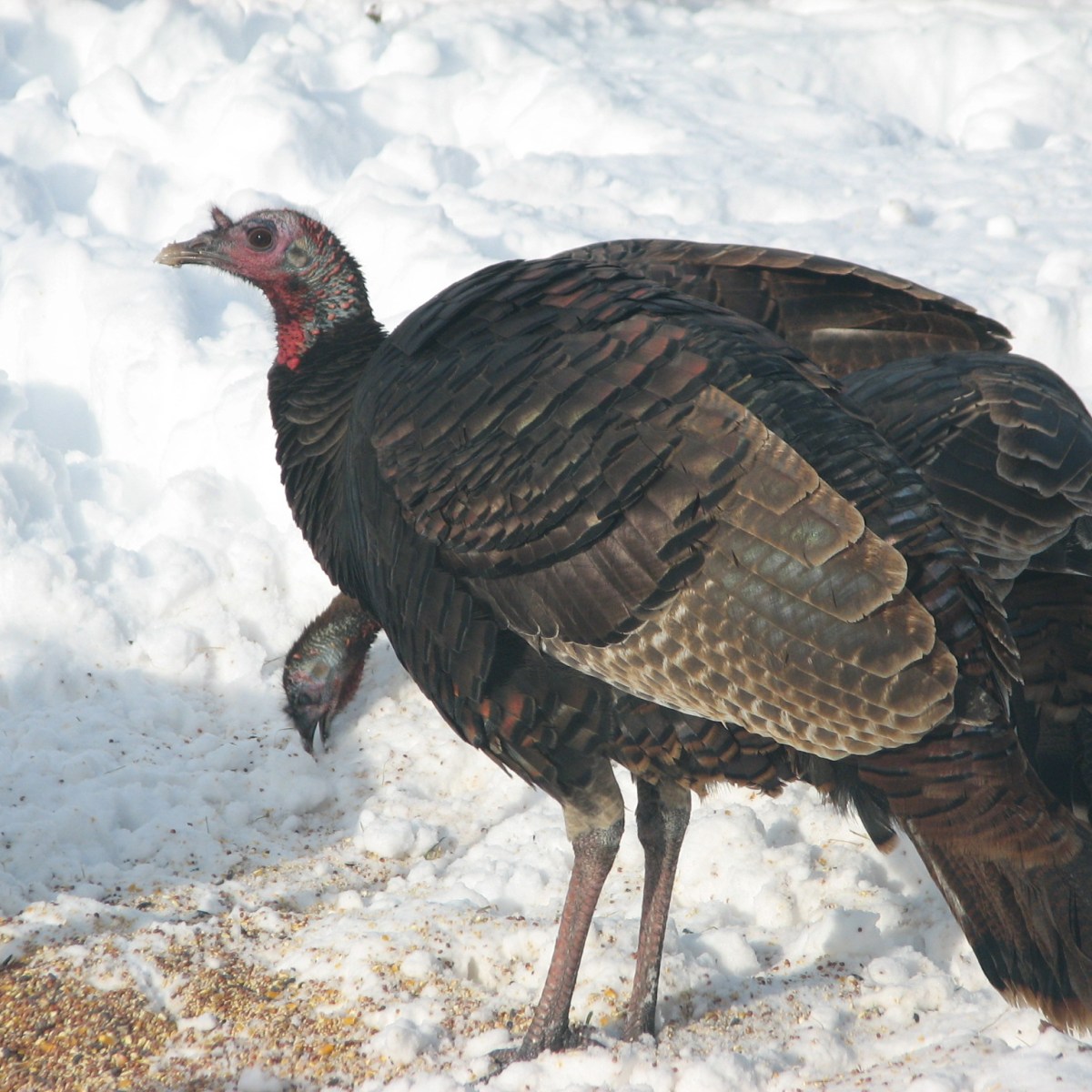 Wild turkey under bird feeder