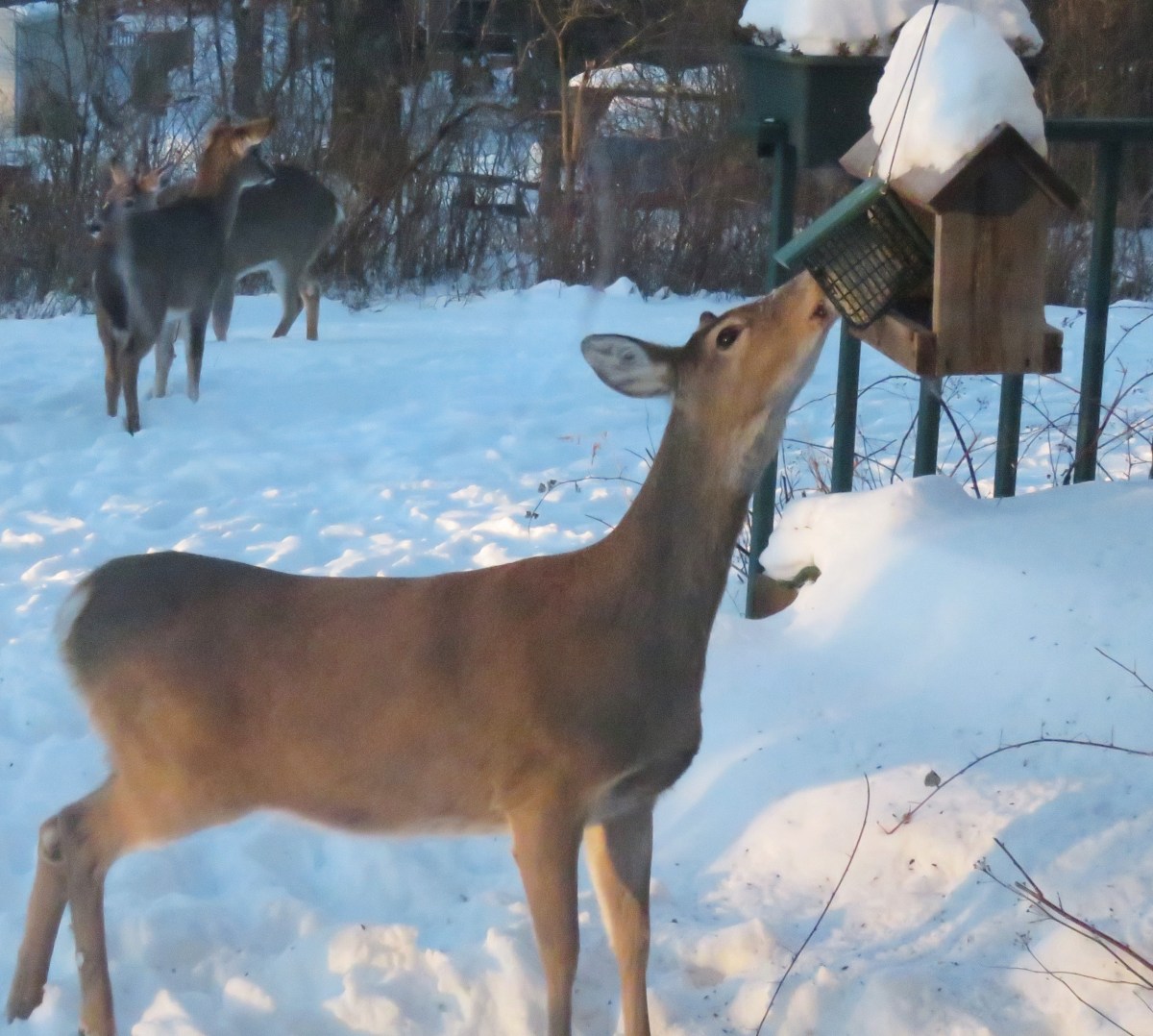 Deer eating from bird feeder