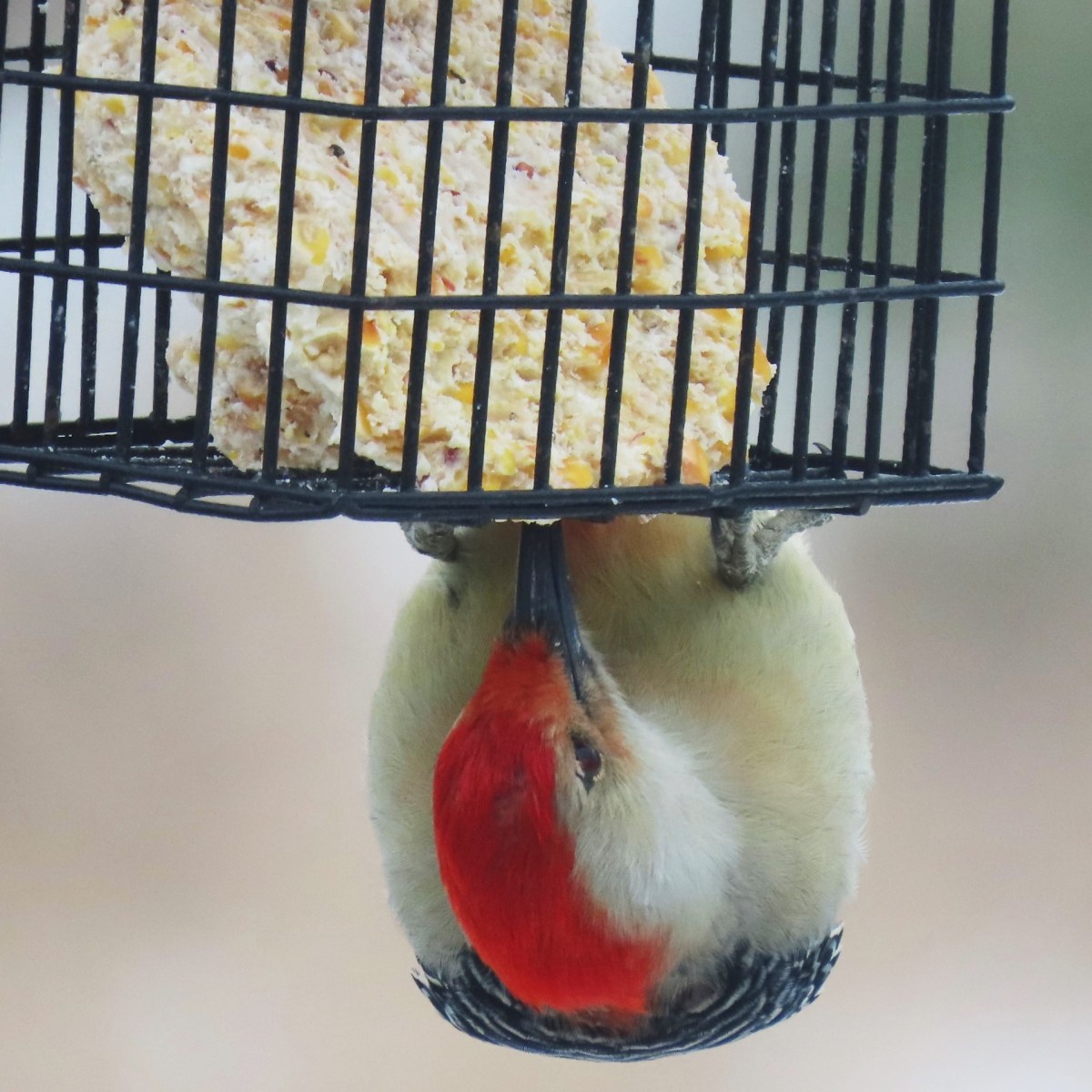 Red-bellied woodpecker on suet feeder