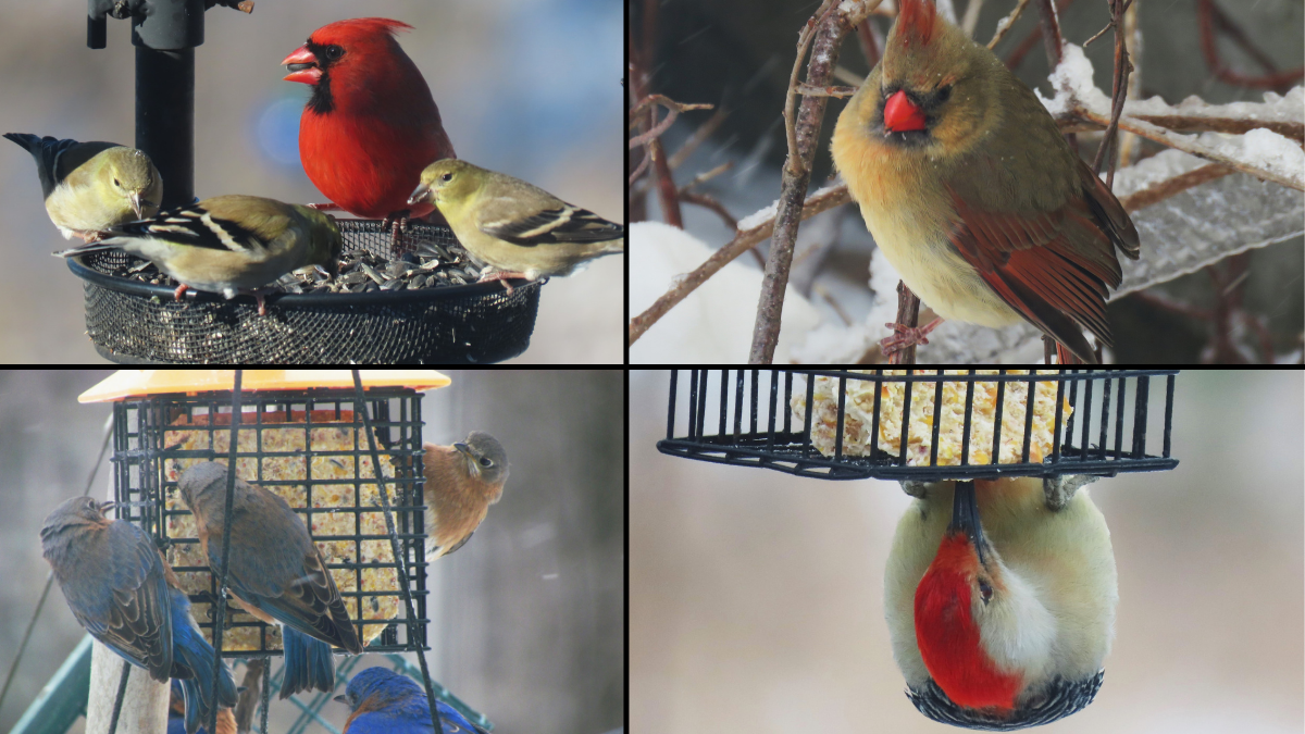 Collage of four photos of birds