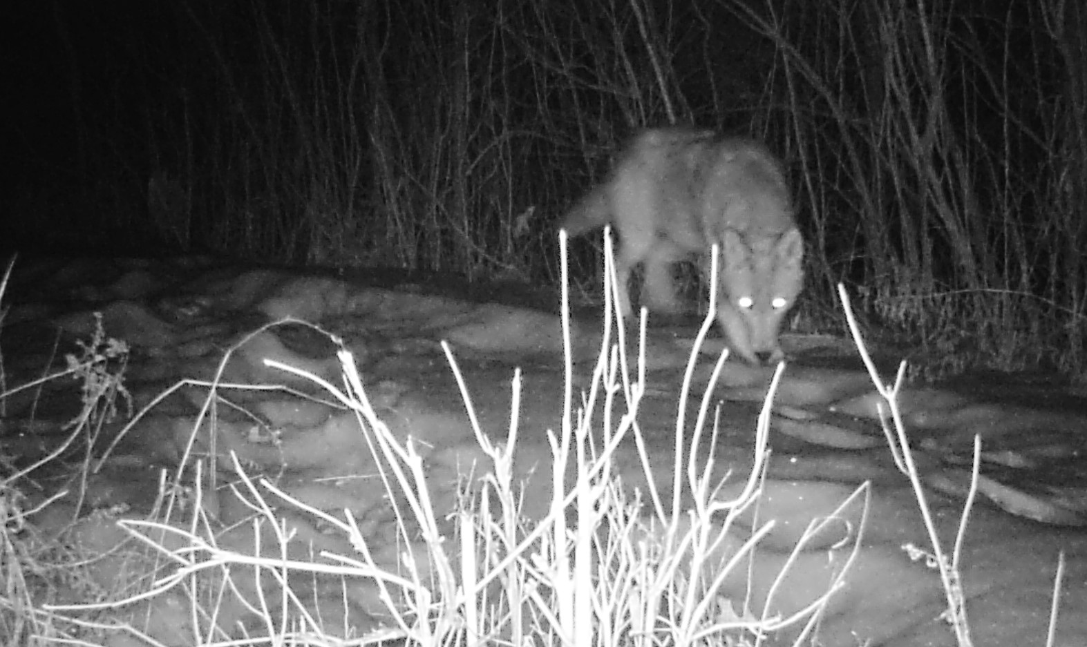 Photo of coyote, captured by trail camera at night