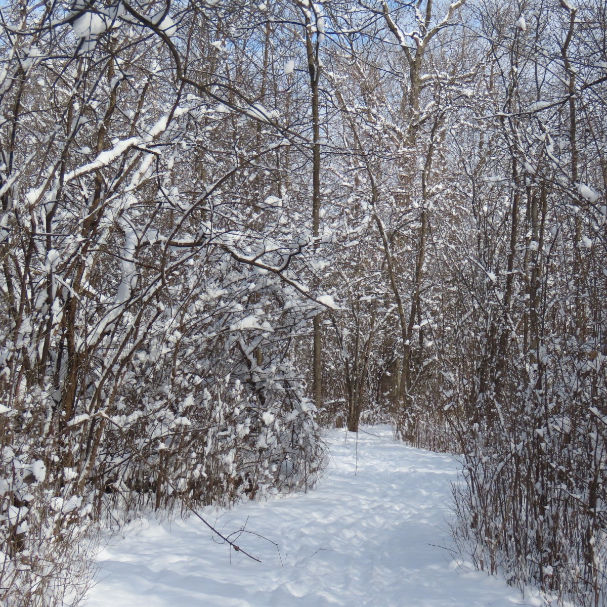 Snow-covered trail at Carpenter Lake Nature Preserve