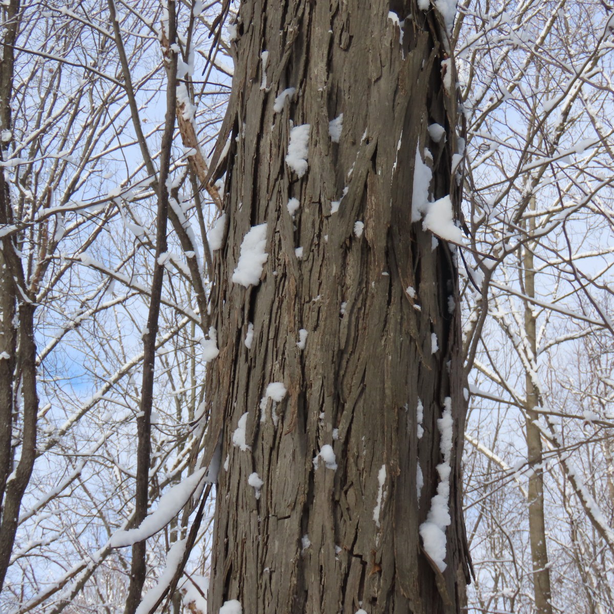 Shagbark Hickory tree with snow on it
