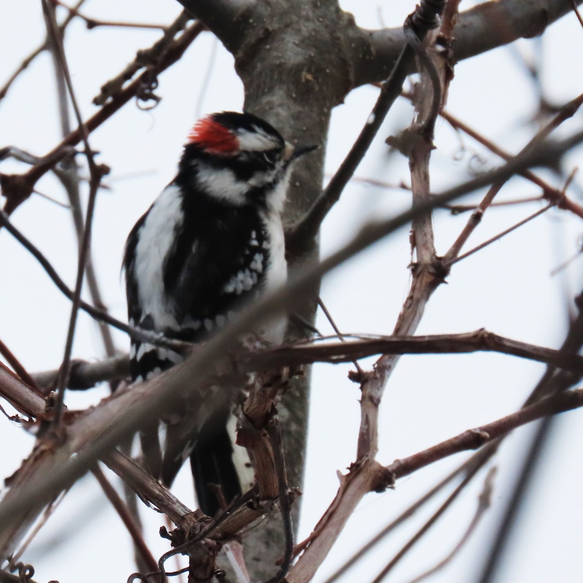 Downy Woodpecker in tree