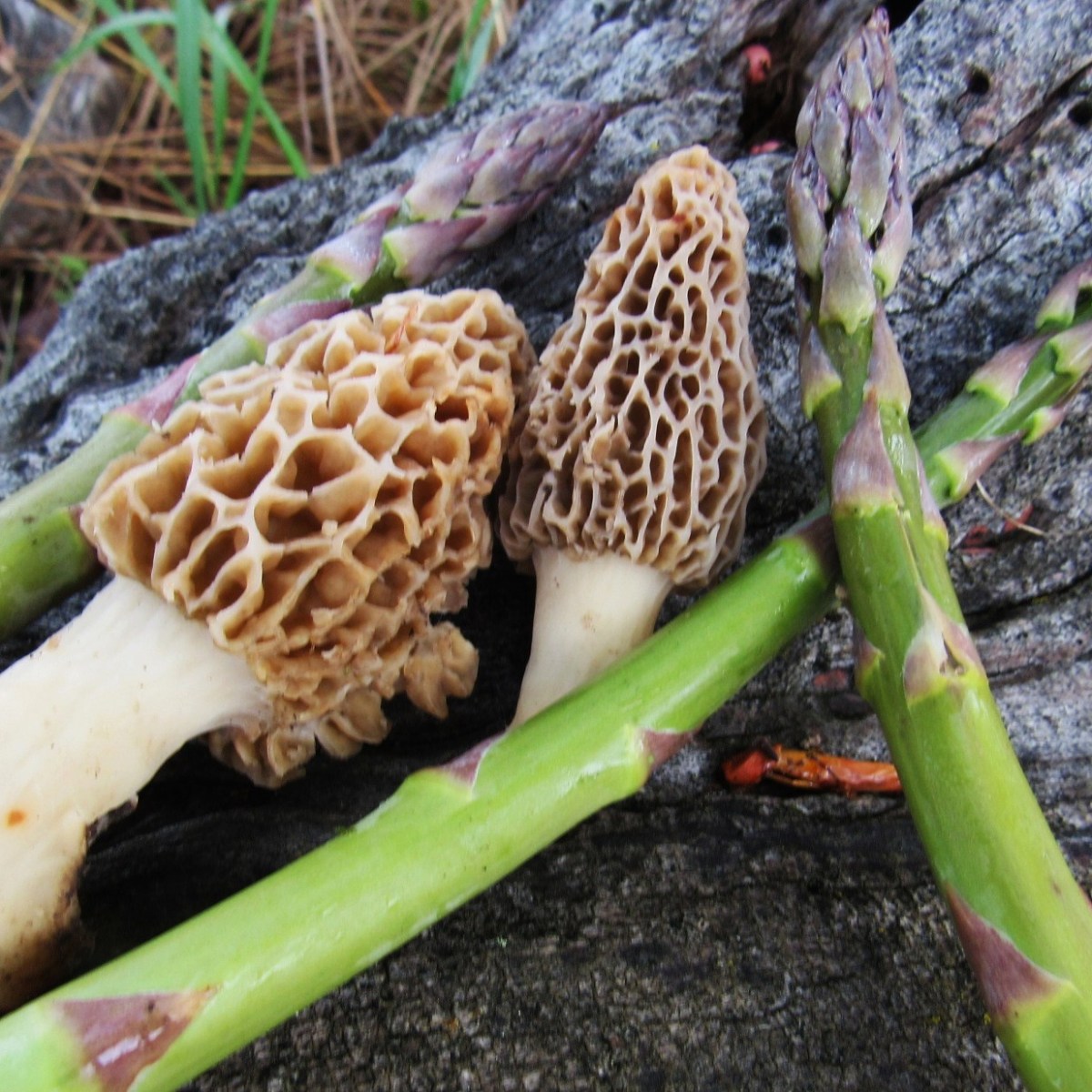 Two morel mushrooms and wild asparagus
