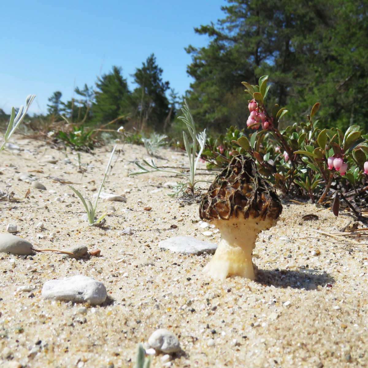 Morel mushroom growing on the beach at South Manitou Island