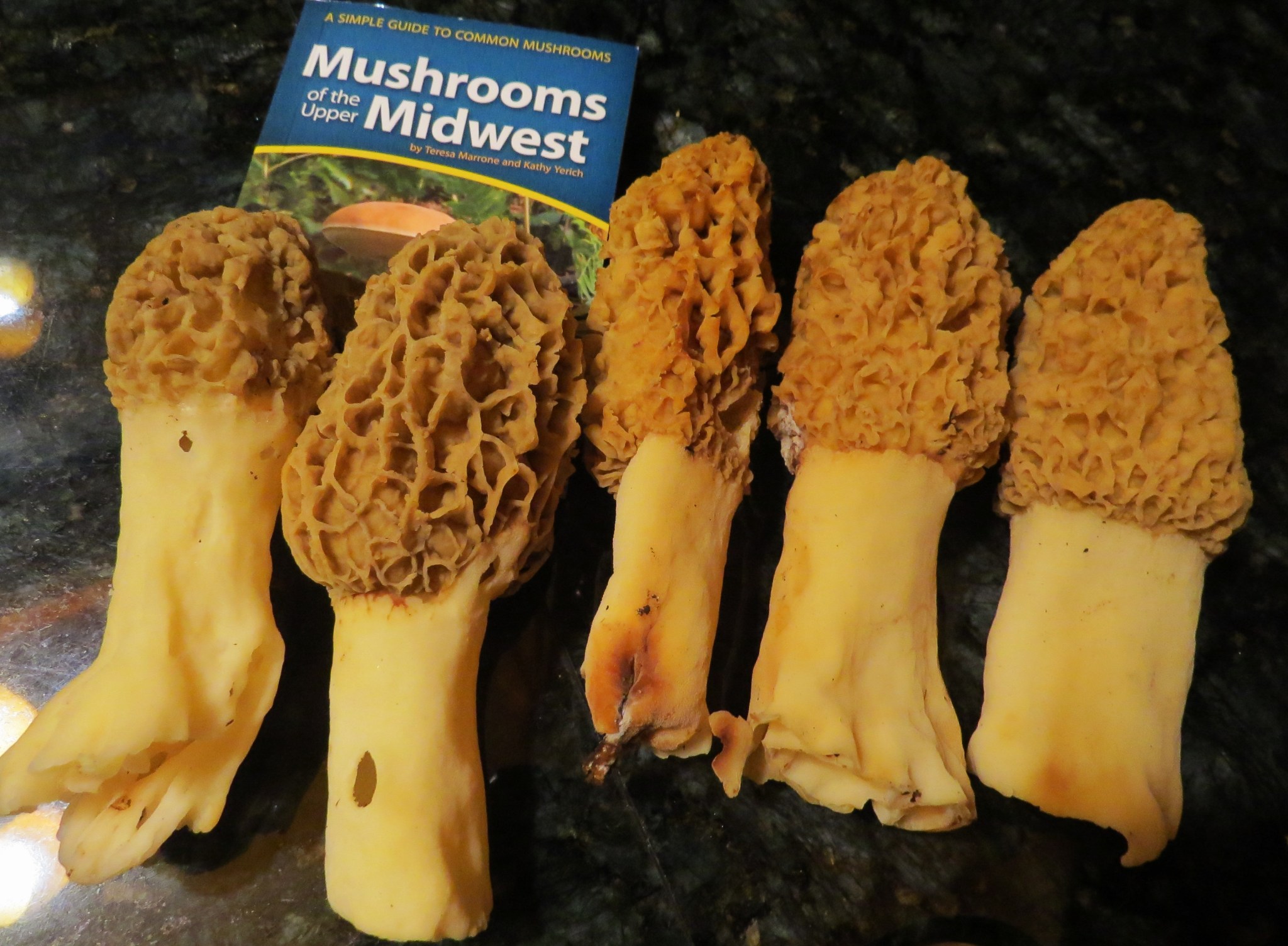 Magnificent Morels of May! Oakland County Blog