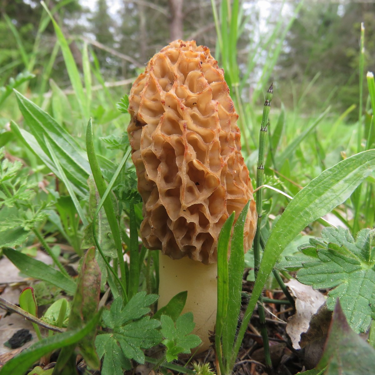 Morel mushroom in the ground