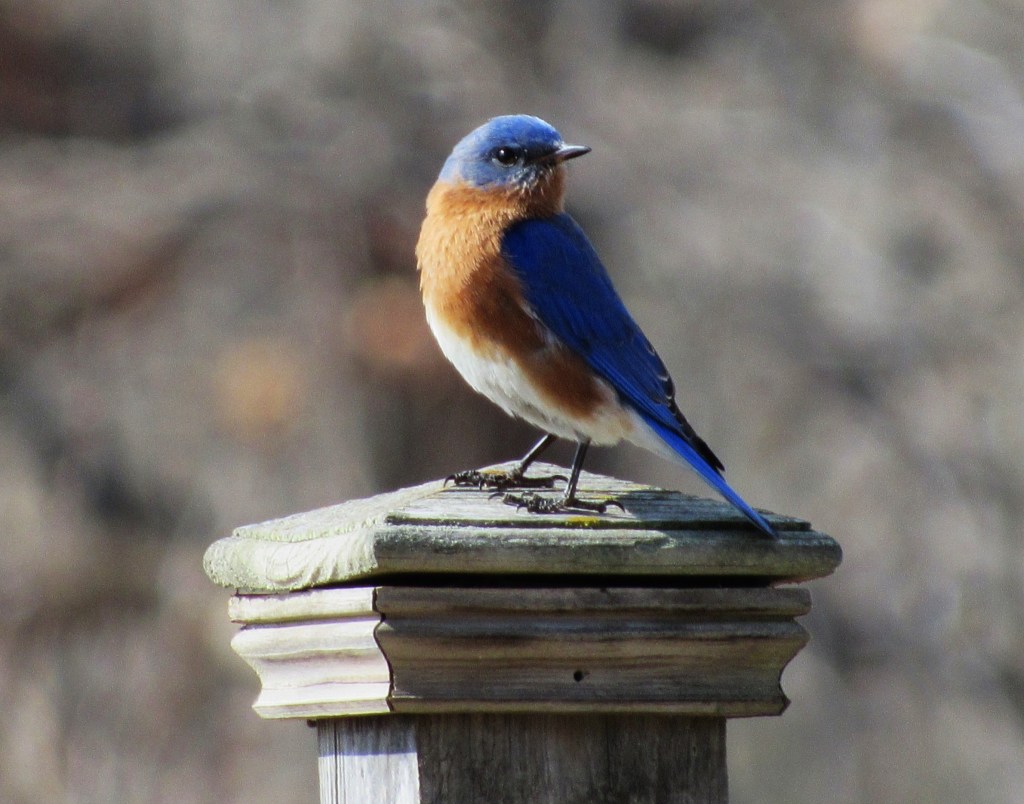 A bluebird perched on a wooden post, displaying vibrant blue and orange plumage against a blurred natural background.