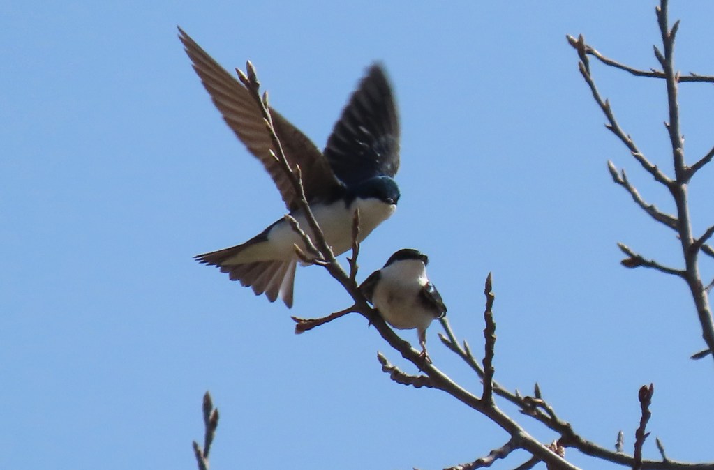 Two birds perched on a tree branch against a clear blue sky, one bird in flight above the other.