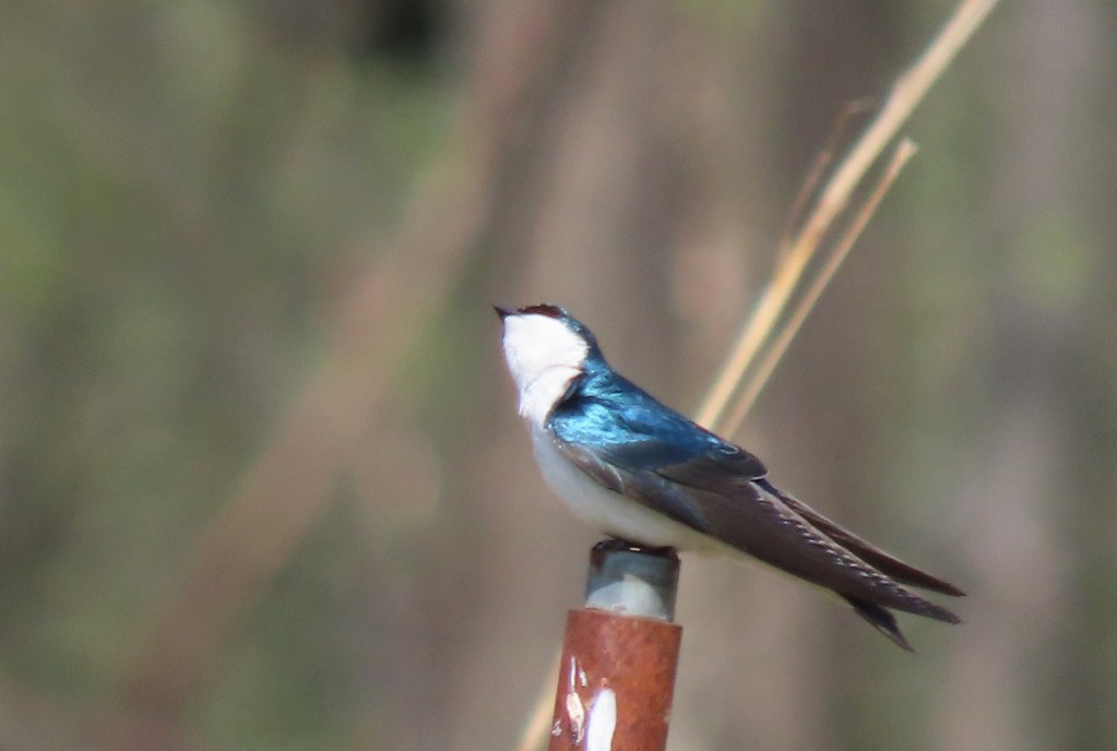 A small bird with a glossy blue back and white underparts, perched on a post with a blurred natural background.