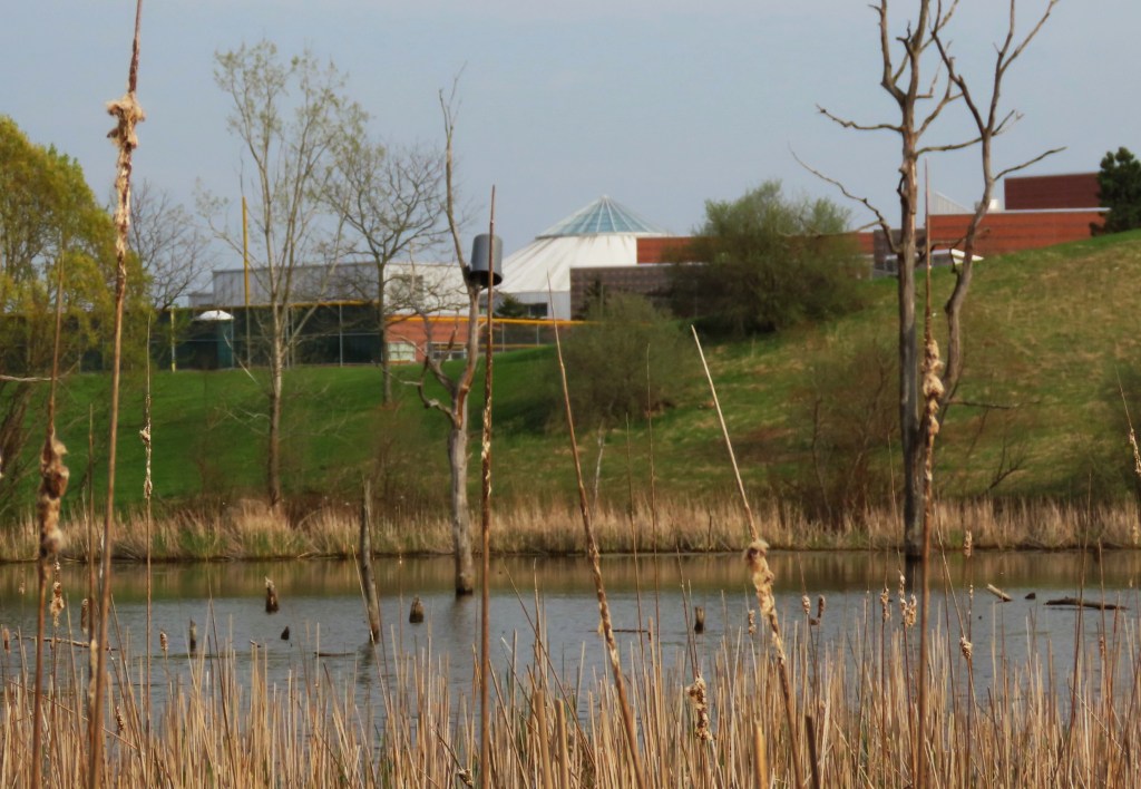 View of a serene pond with reeds in the foreground and a building with a glass dome in the background on a grassy hill.