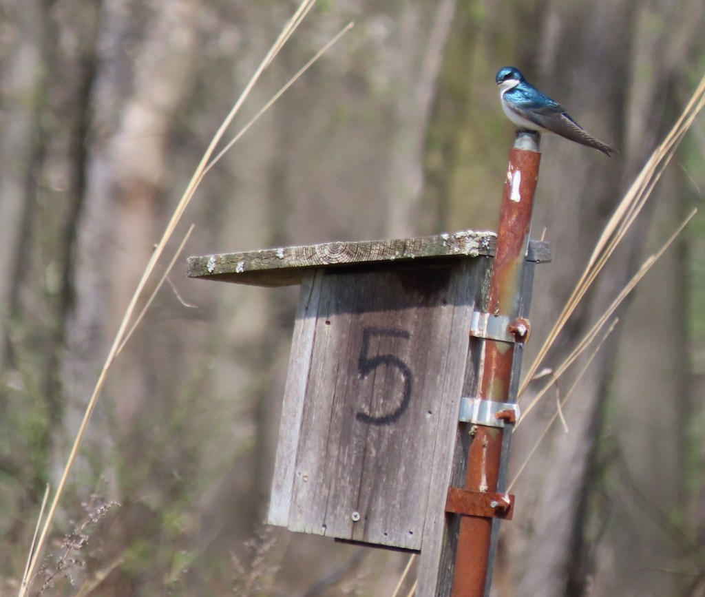A small bird perched on a post beside a birdhouse marked with the number 5, surrounded by tall grass and trees in the background.
