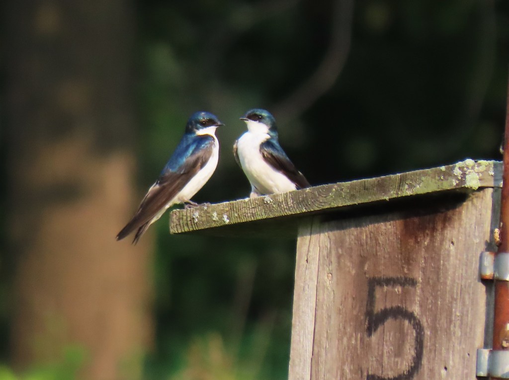 Two tree swallows perched on a wooden ledge in a natural setting.