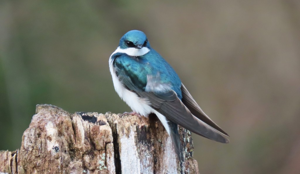 A close-up of a vibrant blue bird perched on a weathered wooden stump.