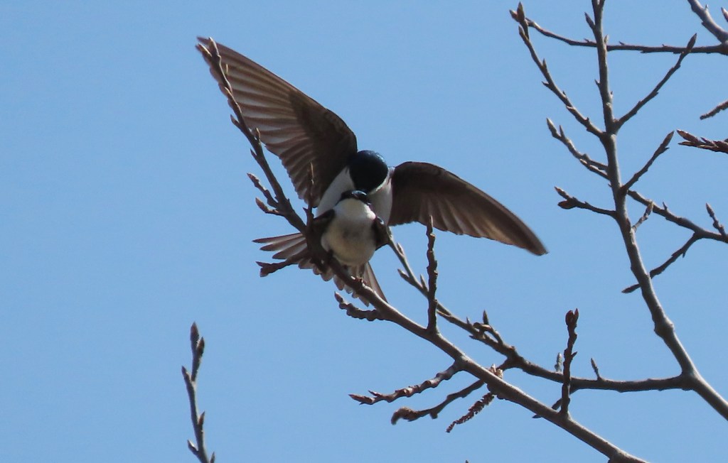A bird with outstretched wings perched on a branch against a clear blue sky.