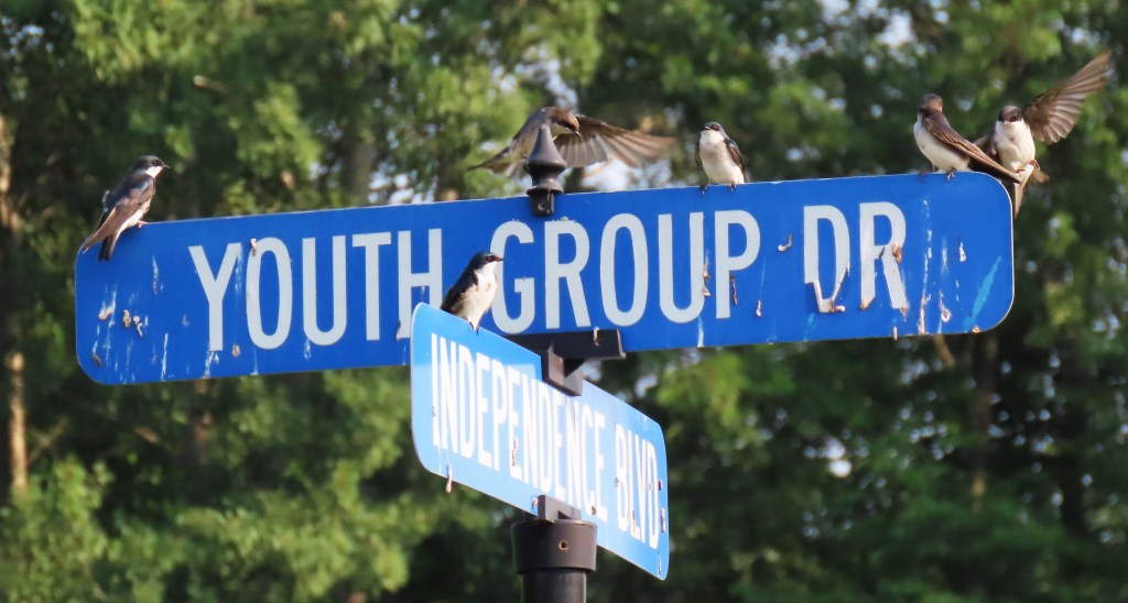 A street sign for Youth Group Drive with several small birds perched on top, surrounded by greenery.