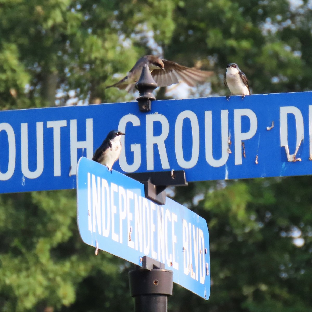 Tree Swallows on road sign