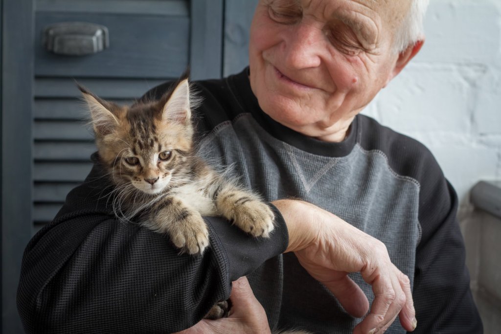 Older adult holding a kitten