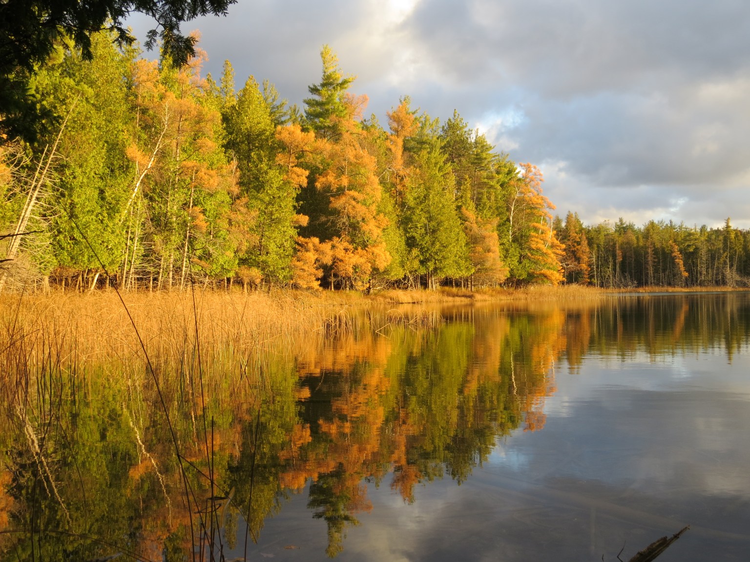 Conifers, Evergreens, and Christmas Trees Oakland County Blog