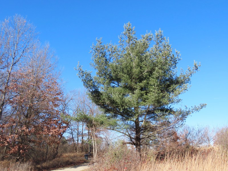 Conifers, Evergreens, and Christmas Trees Oakland County Blog