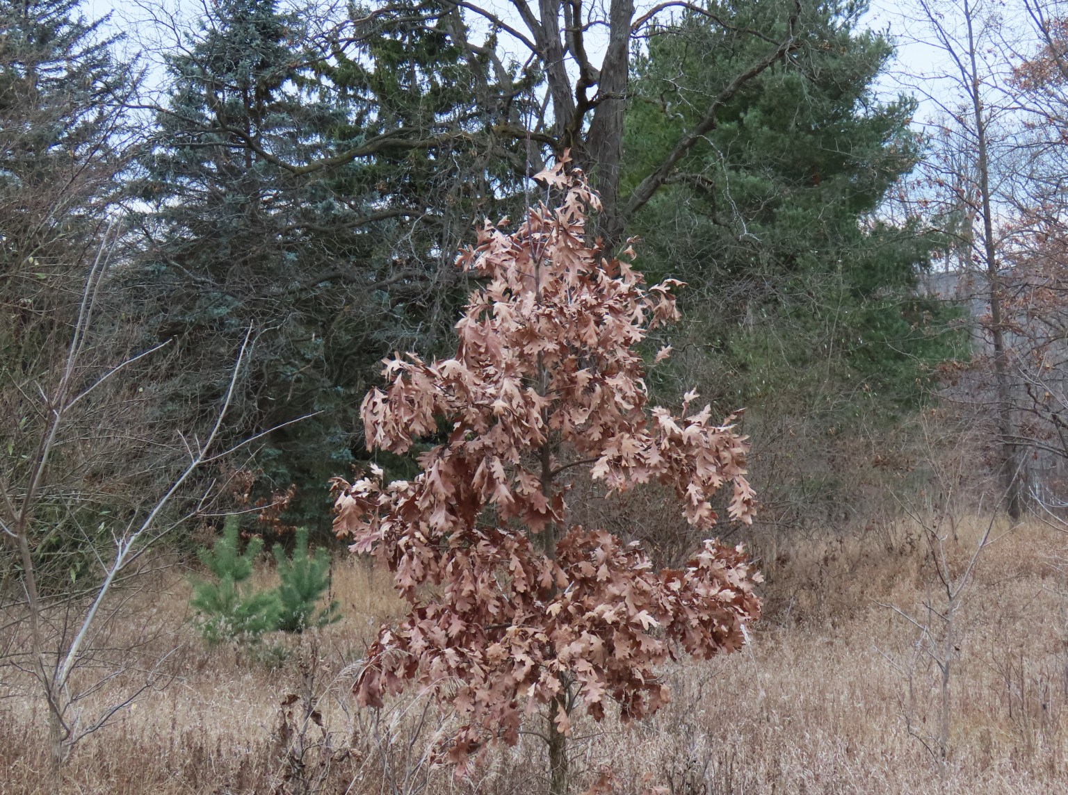 Conifers, Evergreens, and Christmas Trees Oakland County Blog