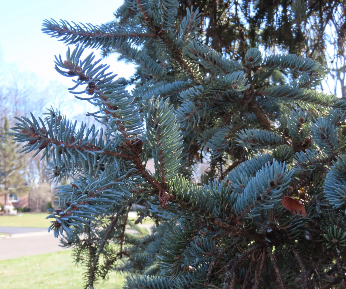Conifers, Evergreens, and Christmas Trees Oakland County Blog