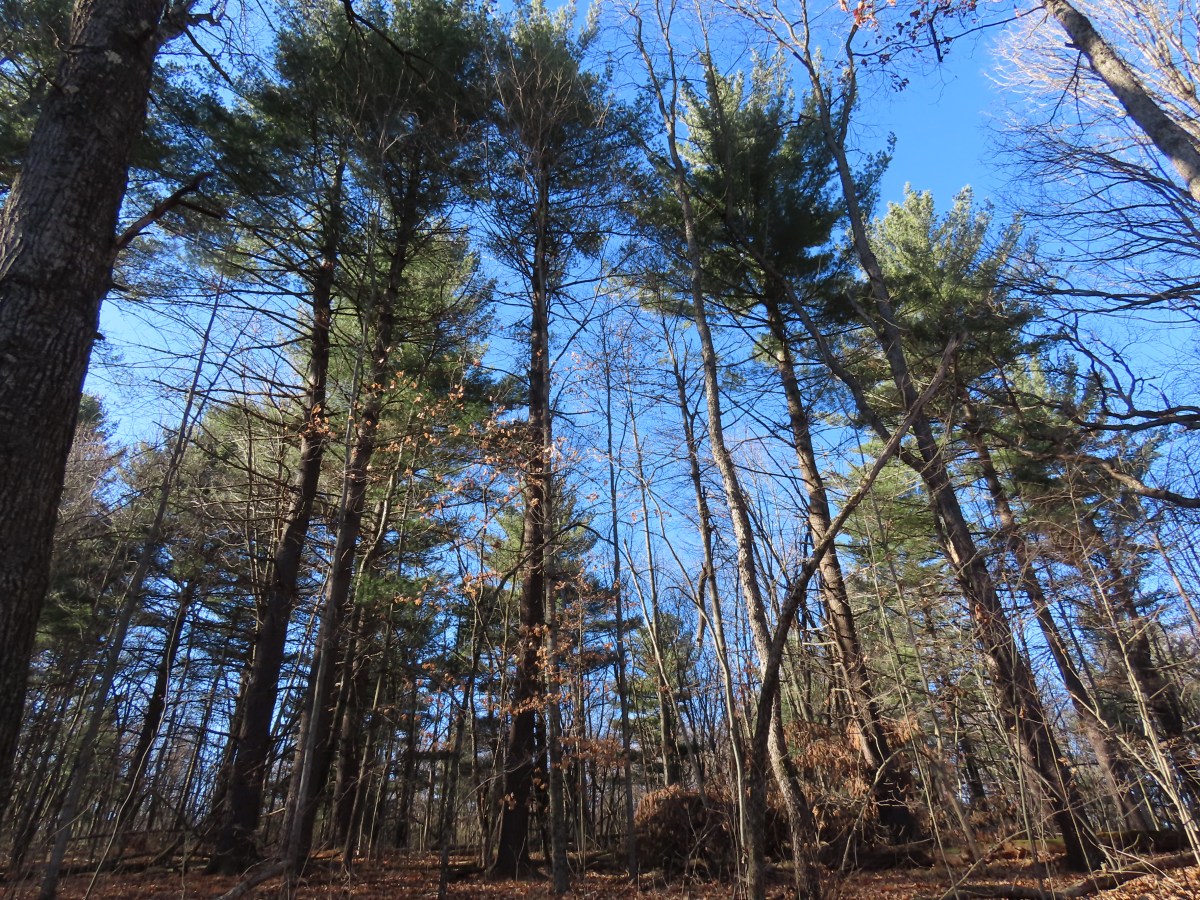 Conifers, Evergreens, and Christmas Trees Oakland County Blog