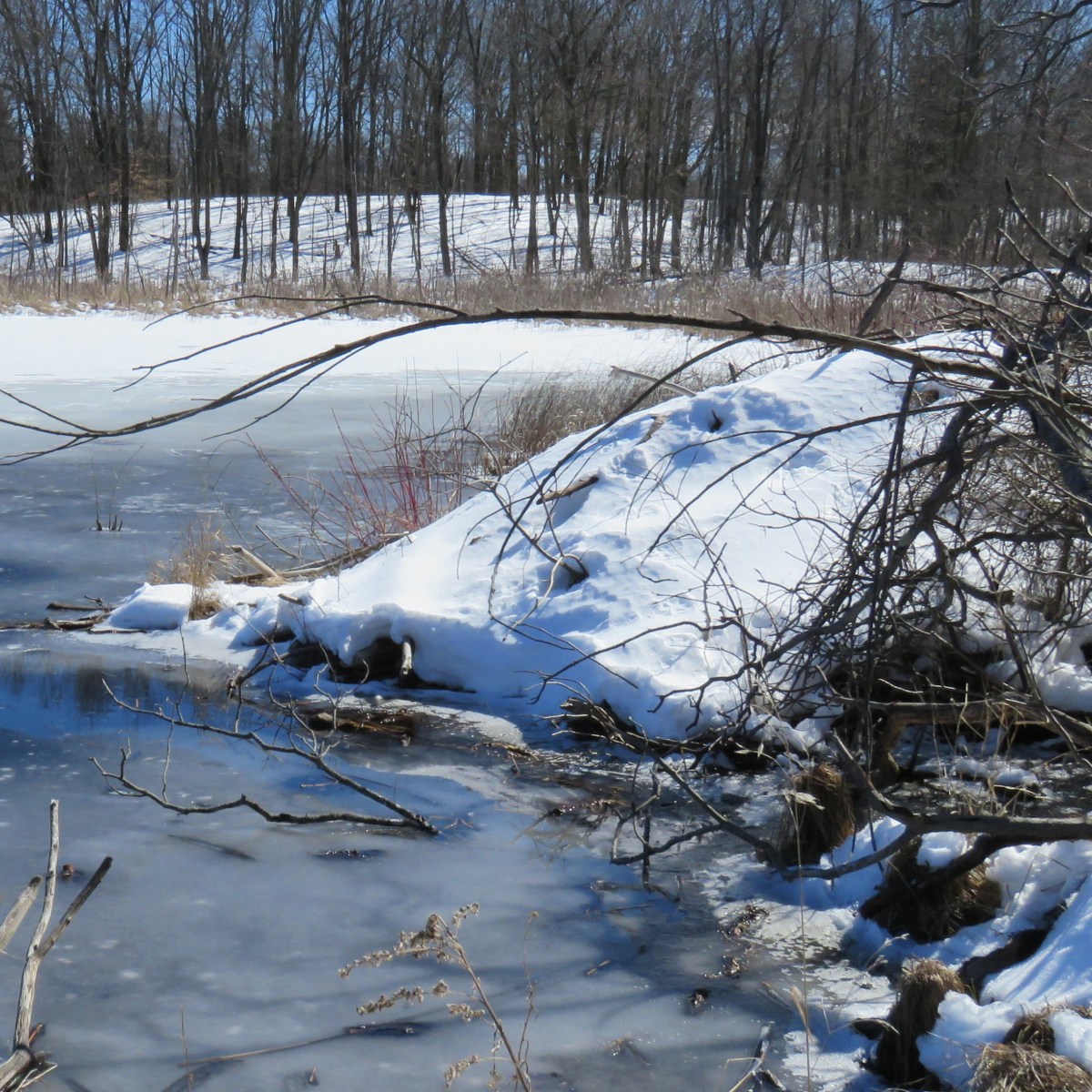 beaver dam covered in snow