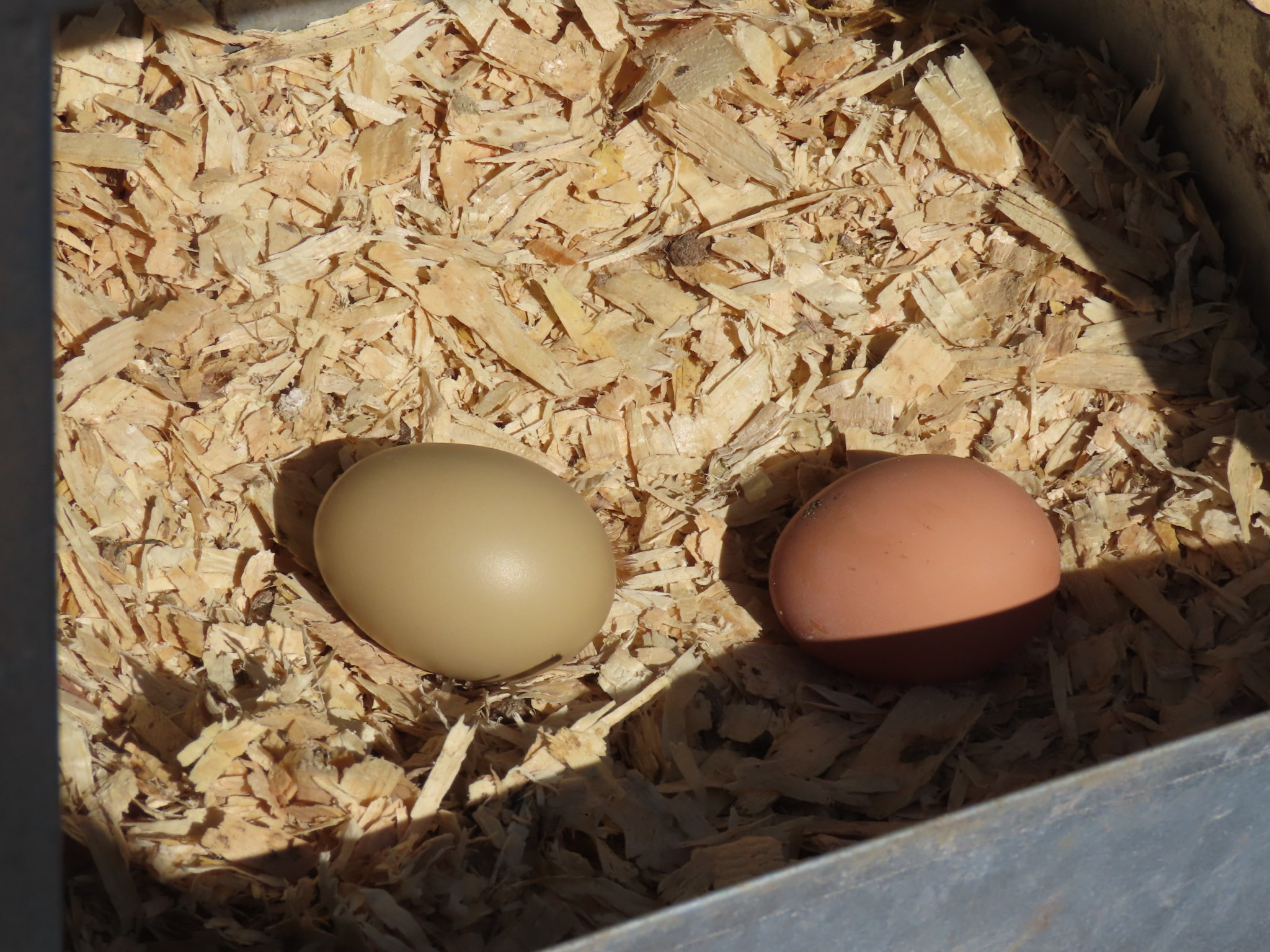 Bowers School Farm Early Bird Tour Oakland County Blog