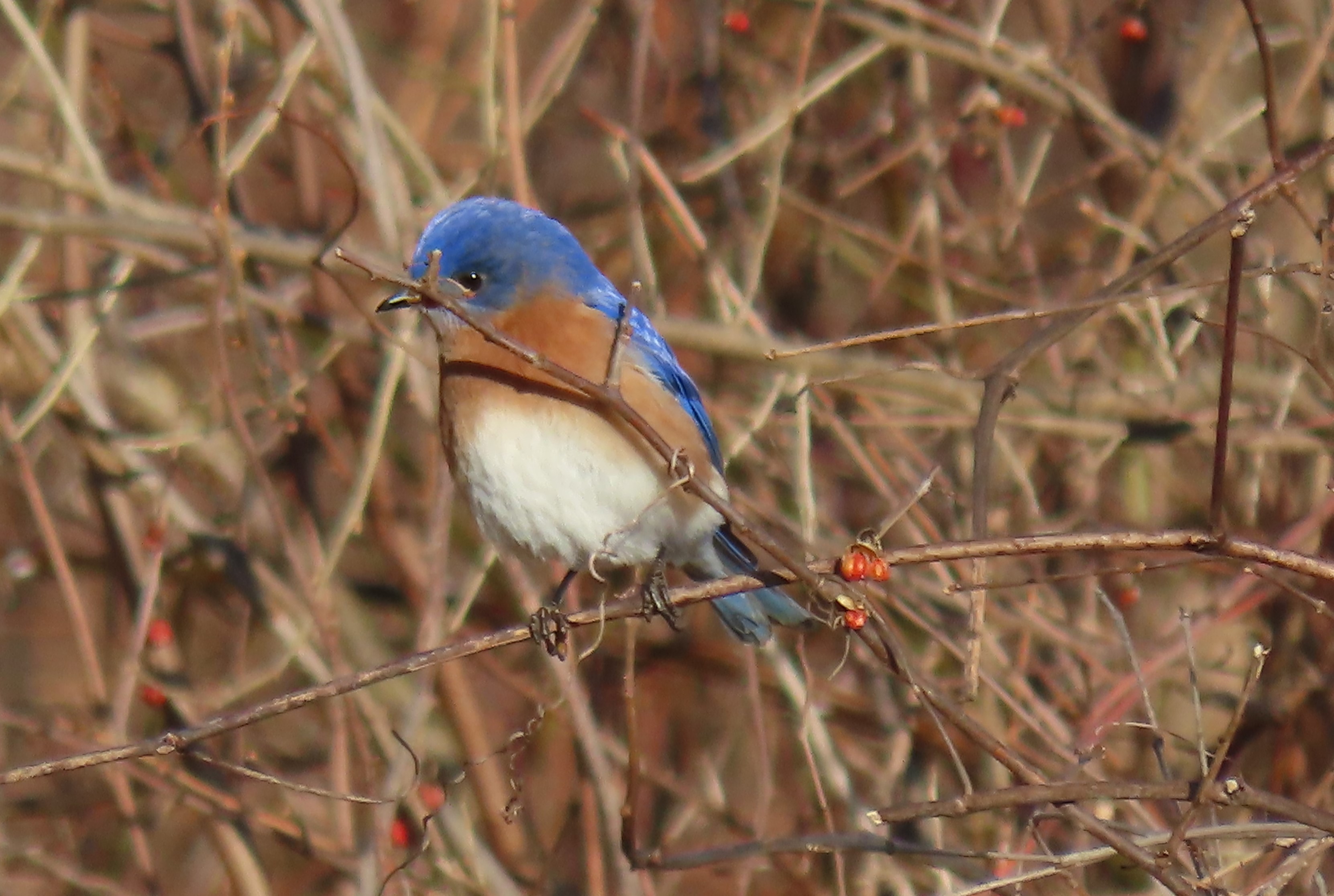 Bluebird = happiness  Beautiful birds, Wild birds, Blue bird