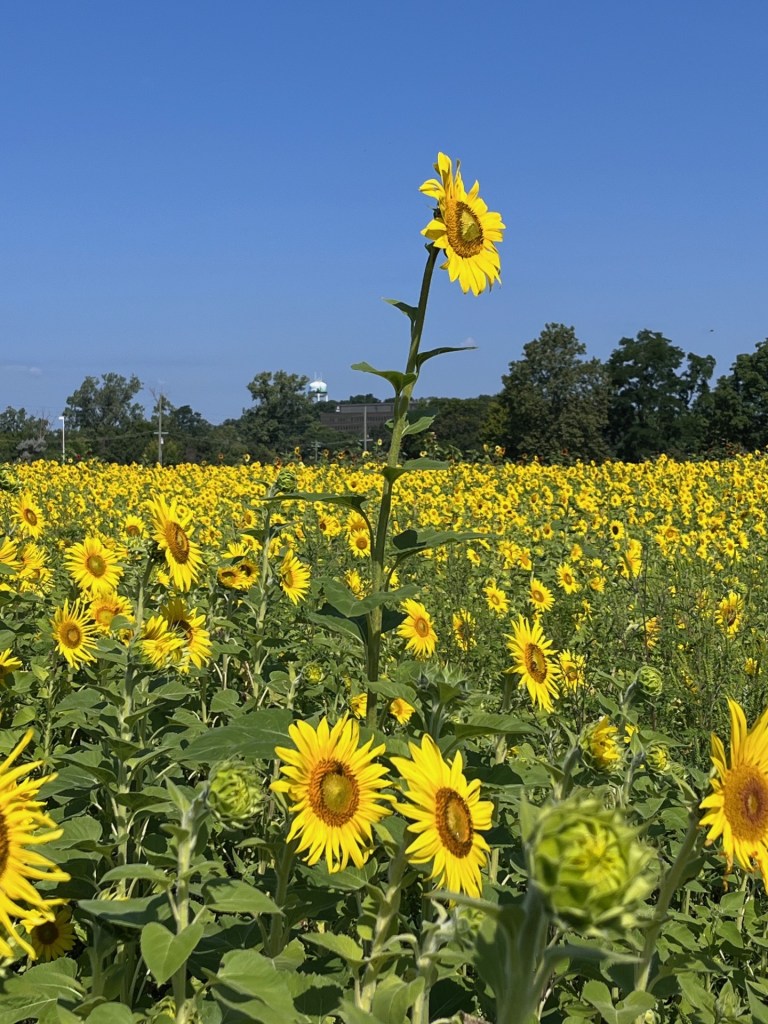 Sunflowers Symbolize Oakland County’s Sustainability Goals – Oakland ...